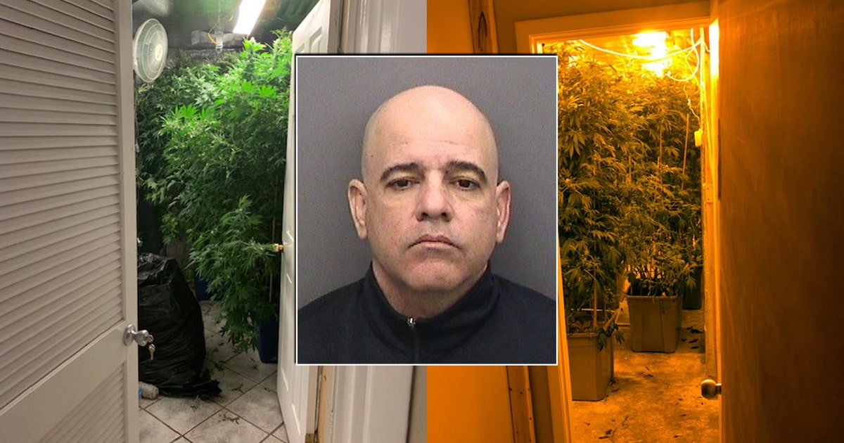 $1 million marijuana grow discovered in Valrico | FOX 13 Tampa Bay