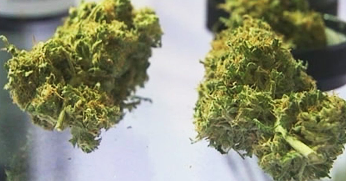 Tampa City Council to vote on decriminalizing marijuana | FOX 13 Tampa Bay