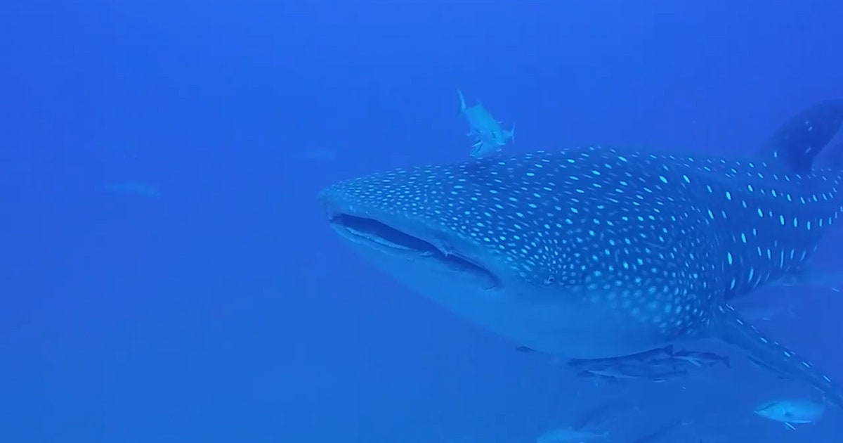 Whale shark swims with Florida fisherman | FOX 13 Tampa Bay