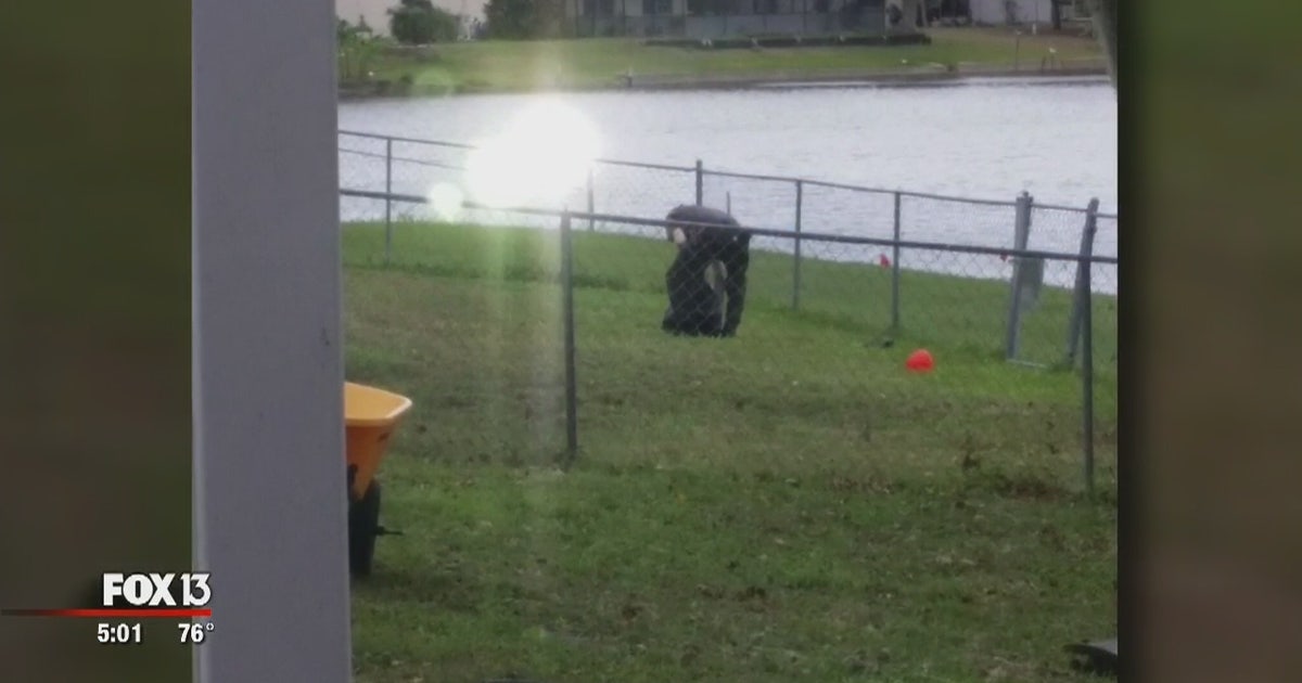 Neighbors witness couple being attacked by family dog | FOX 13 Tampa Bay