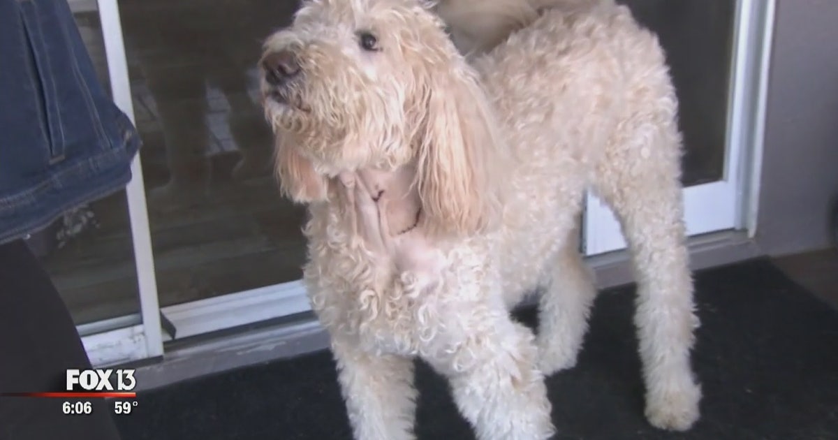 Riverview woman says loose pit bull almost killed her dog | FOX 13 ...