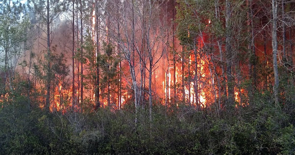 700-acre Florida brush fire started by book-burner | FOX 13 Tampa Bay