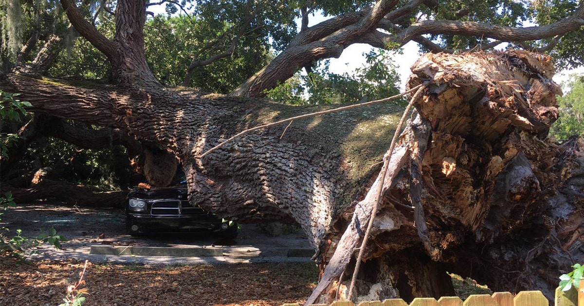 Large tree falls on car, apartment in Clearwater | FOX 13 Tampa Bay
