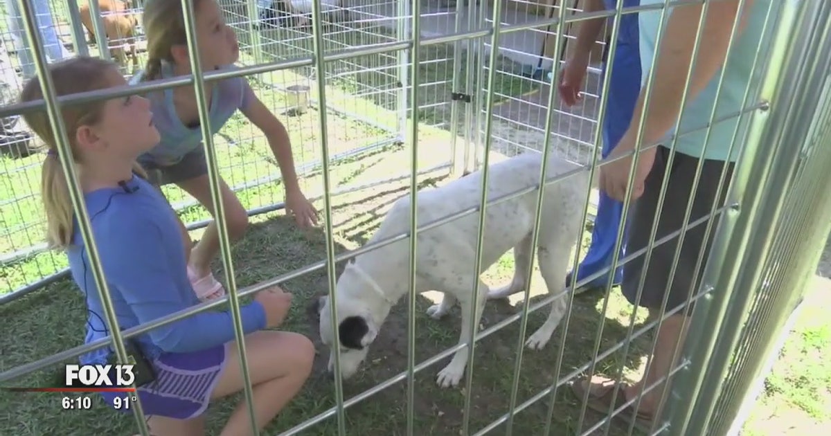 Massive pet adoption event being held in Brooksville | FOX 13 Tampa Bay