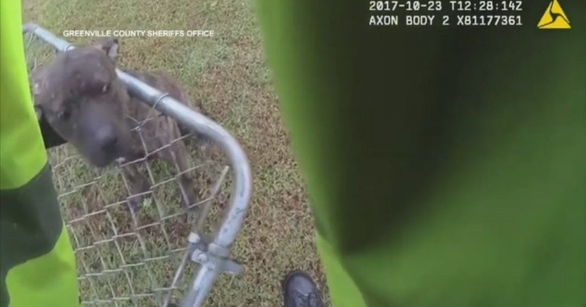 Deputy rescues dog from fence | FOX 13 Tampa Bay