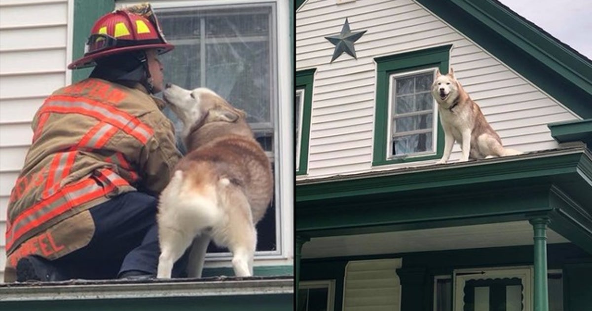 Dog kisses firefighter who saved him from roof of house | FOX 13 Tampa Bay