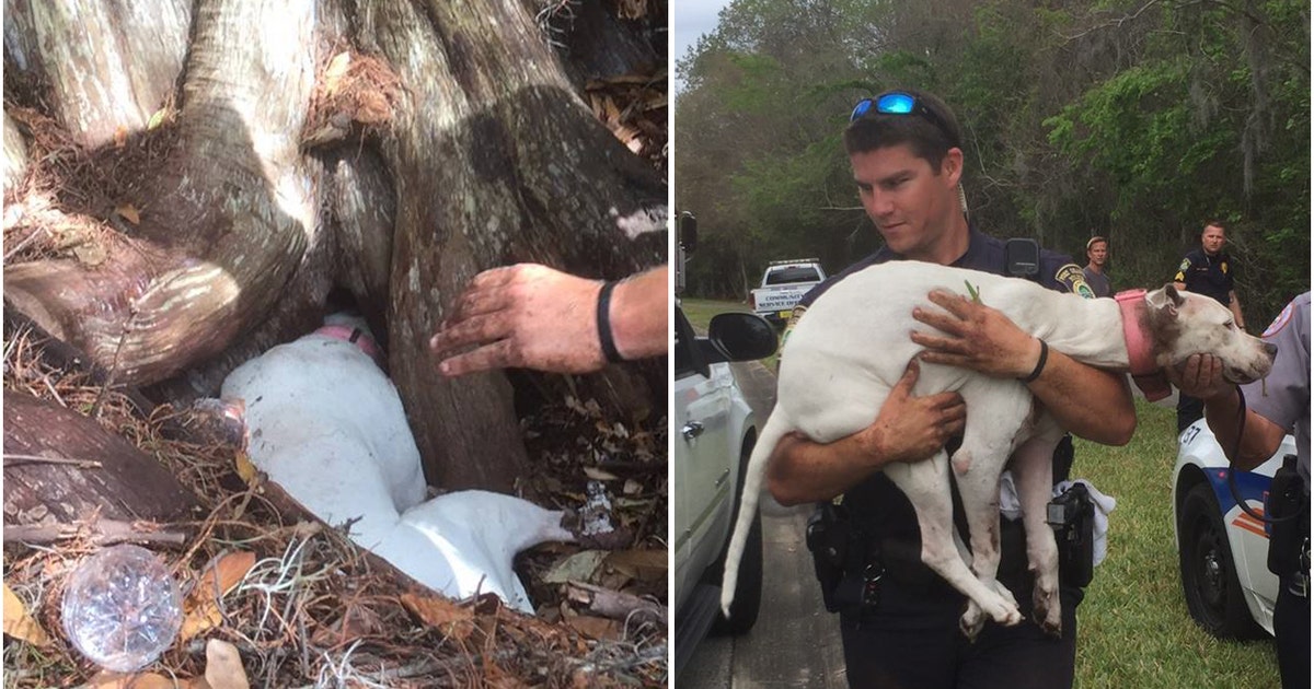 VIDEO: Rescuers free dog whose head was stuck in tree | FOX 13 Tampa Bay