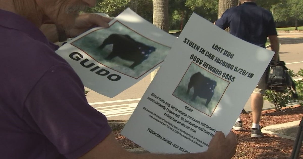 MISSING: Pug stolen along with car | FOX 13 Tampa Bay