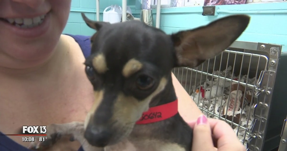 Volunteers ease fireworks fears for shelter dogs | FOX 13 Tampa Bay