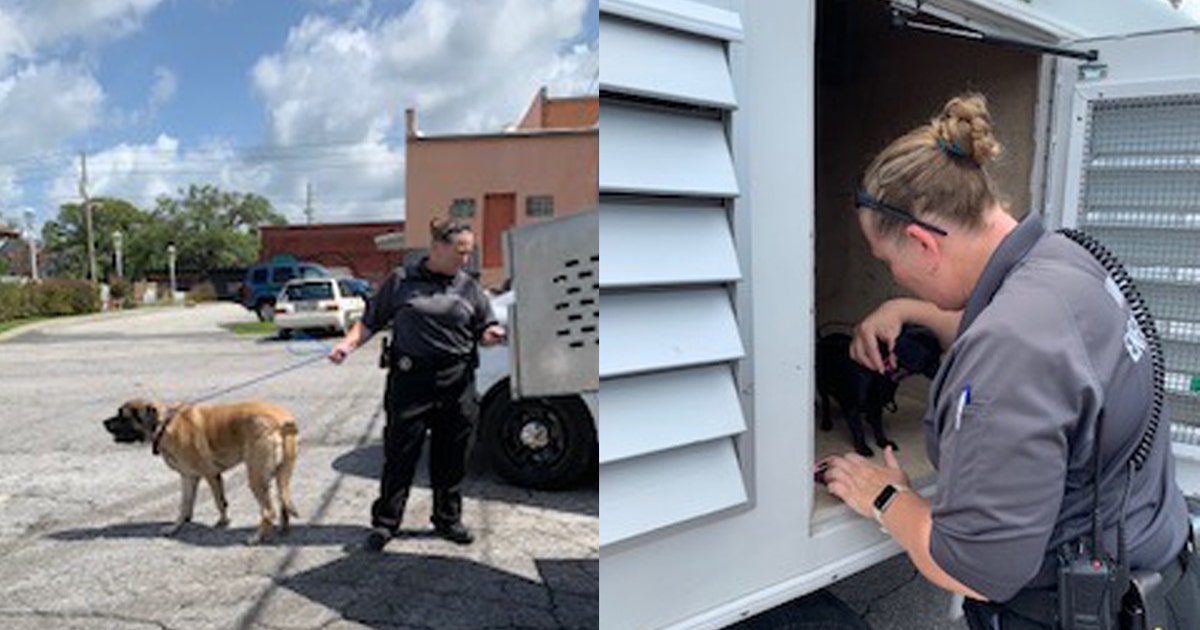 Dogs rescued from hot car in Hernando County | FOX 13 Tampa Bay