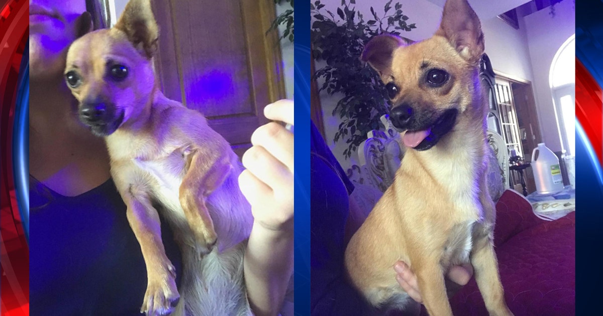 Good samaritan saves puppy thrown from car | FOX 13 Tampa Bay
