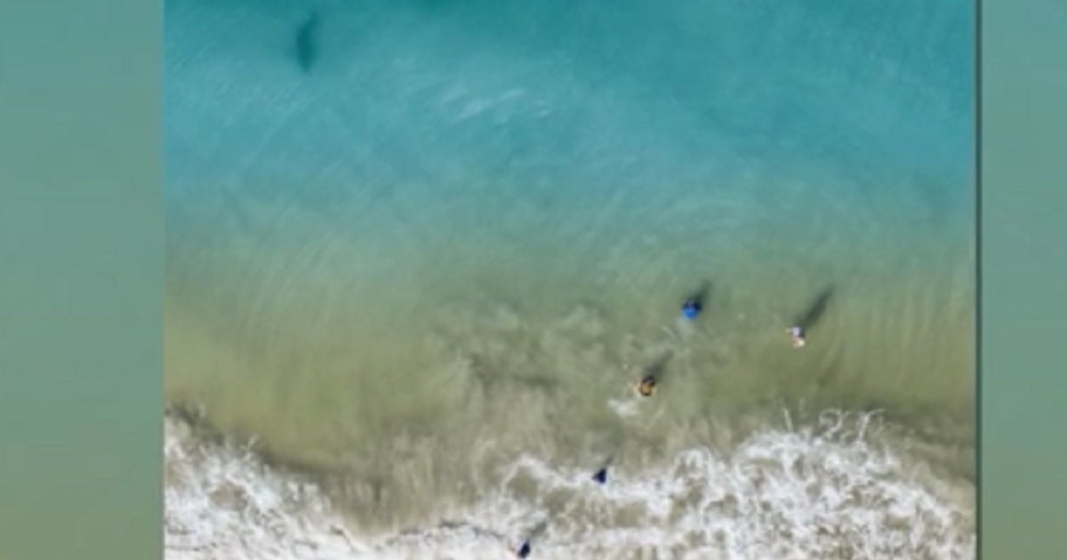 Drone captures shark lurking close to family | FOX 13 Tampa Bay