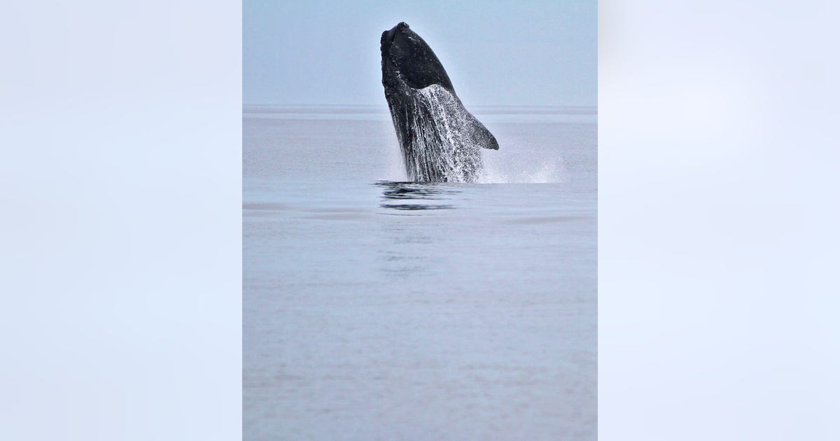 Using photos to track rare right whales | FOX 13 Tampa Bay