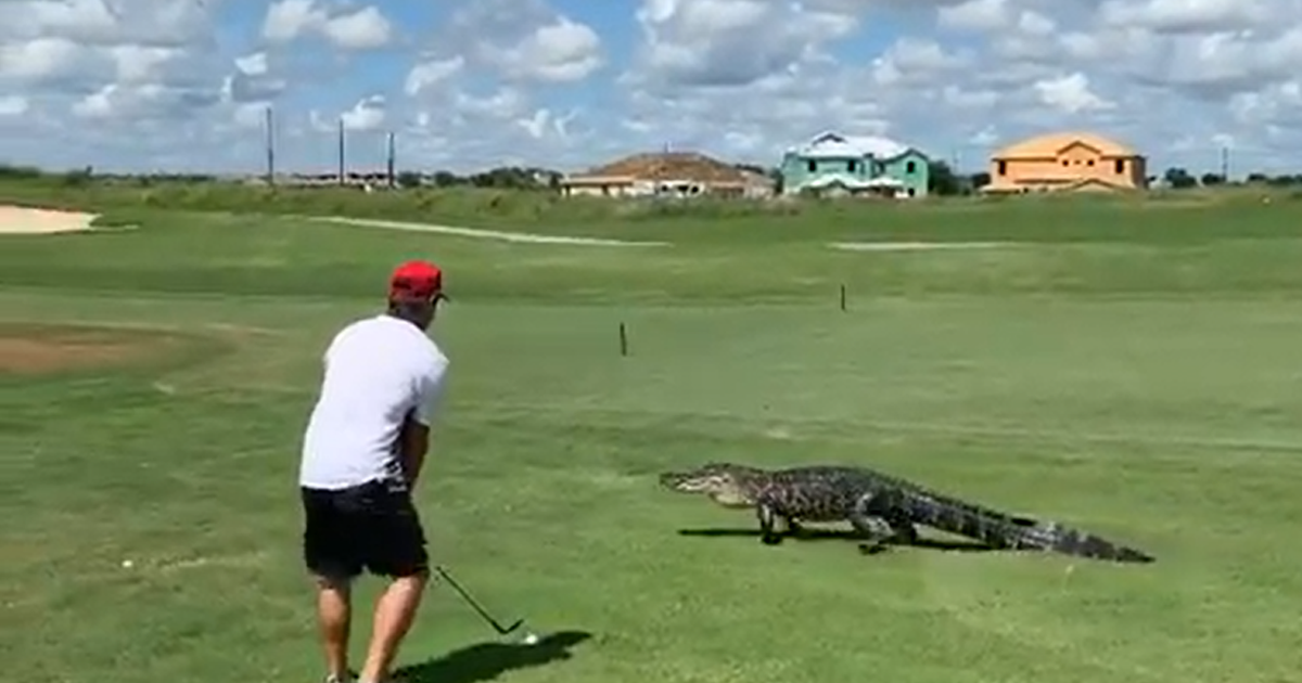 Golf Course Gator 7-foot alligator walks across green near golfer at Central Florida ...