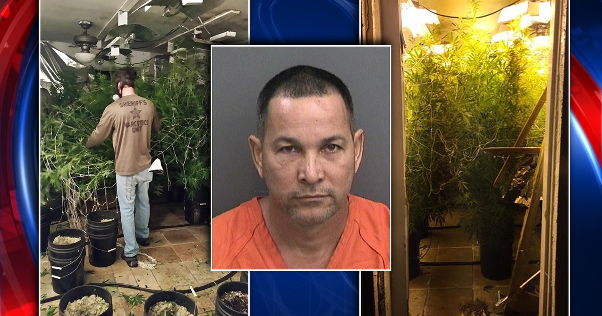 204 marijuana plants seized at Tampa home | FOX 13 Tampa Bay