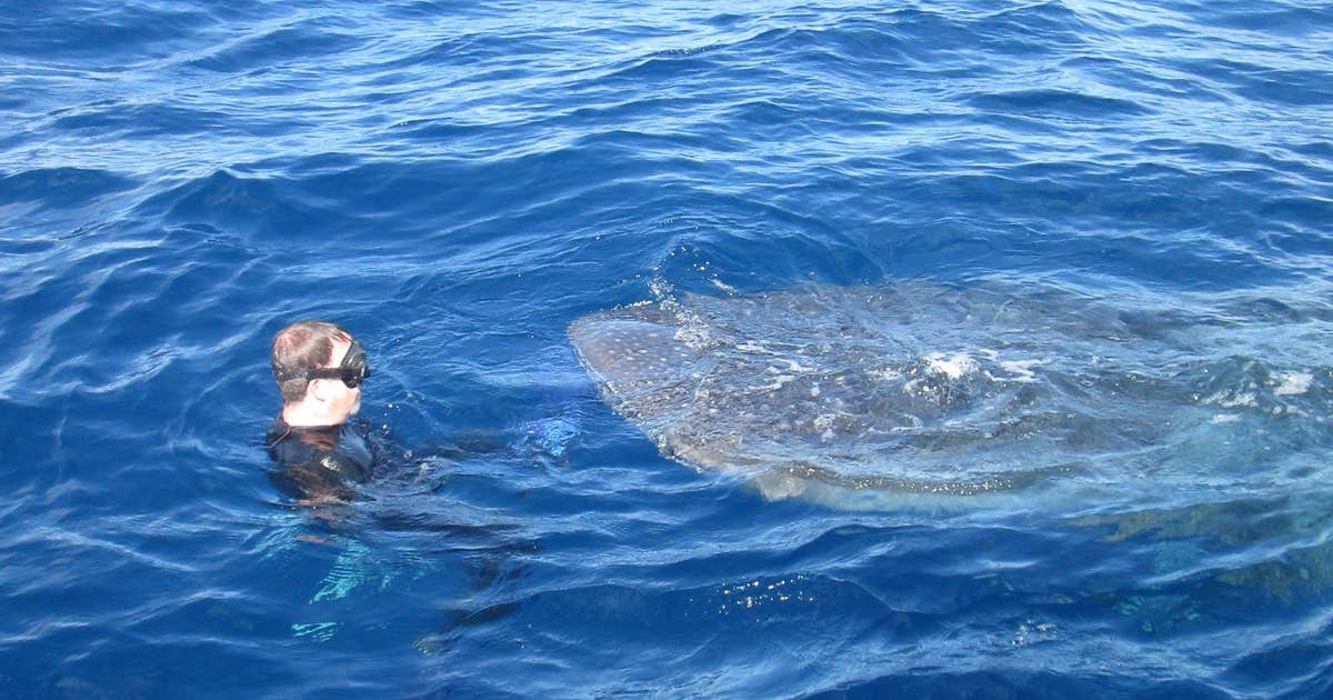 Divers swim with whale shark off coast of Florida | FOX 13 Tampa Bay