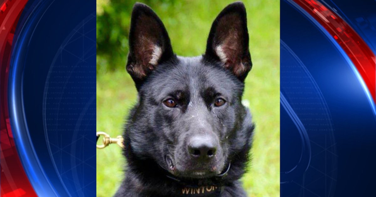 Sheriff: Suspect in custody after punching Polk County K9 | FOX 13 ...