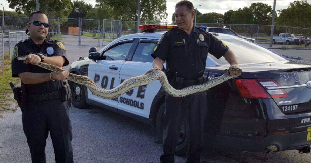 9ft Python Cops nab 9-foot-python at Miami school | FOX 13 Tampa Bay