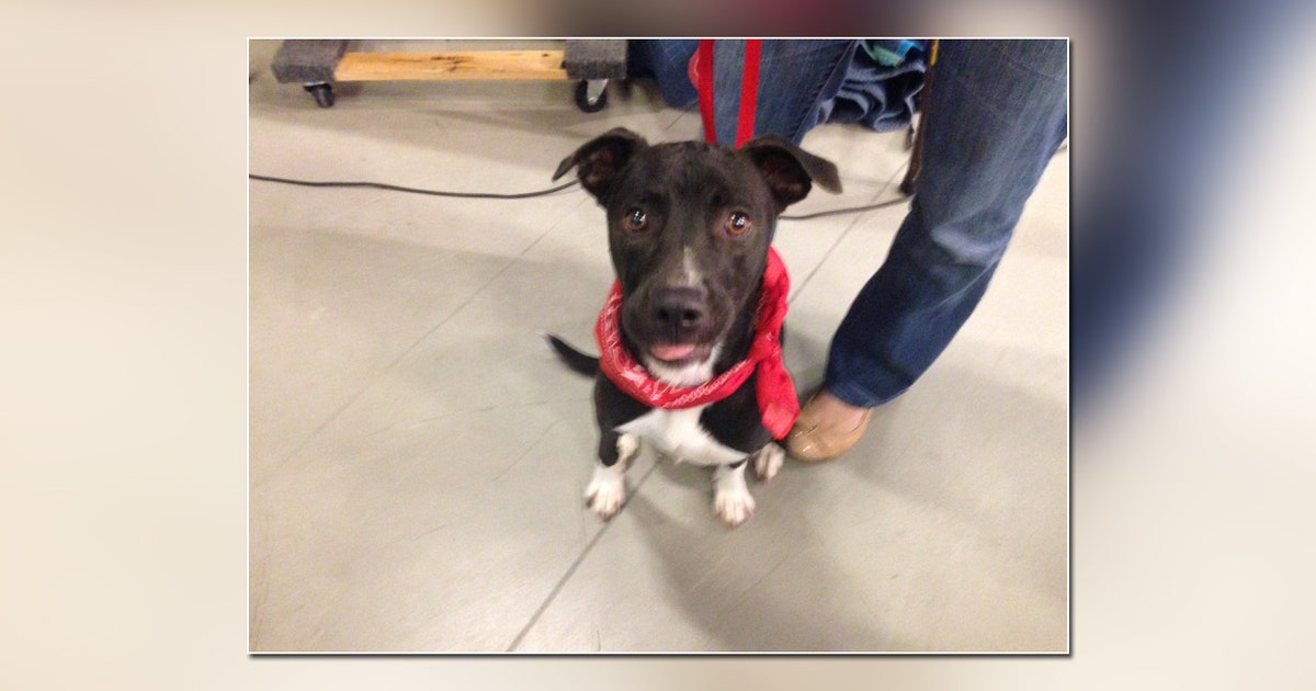 $5 dog adoptions at tail-waggin' tailgate event | FOX 13 Tampa Bay
