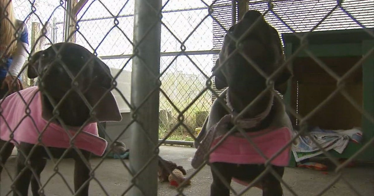 Trio of puppies on the mend after being abandoned | FOX 13 Tampa Bay