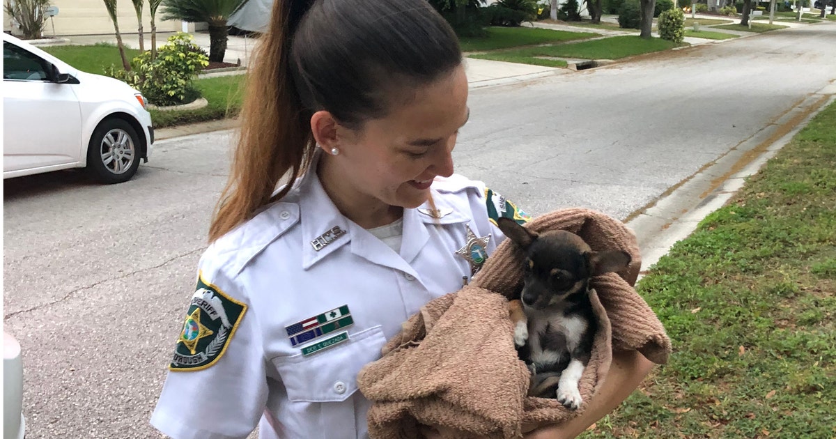 Deputies rescue puppy that fell into storm drain | FOX 13 Tampa Bay