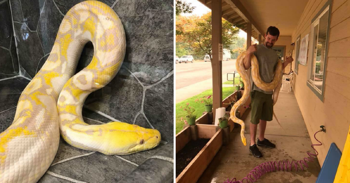 14-foot python found after escaping during Calif. wildfire | FOX 13 ...