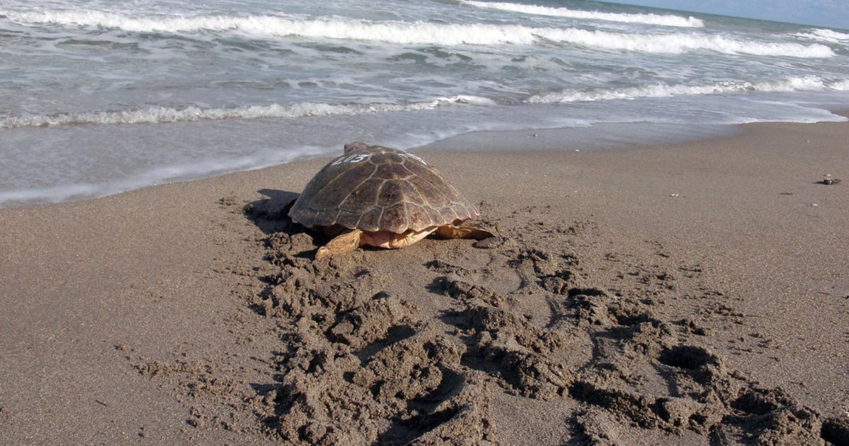 Septic Turtle Here's what to do if you see a hurt or sick sea turtle, hatchling | FOX ...