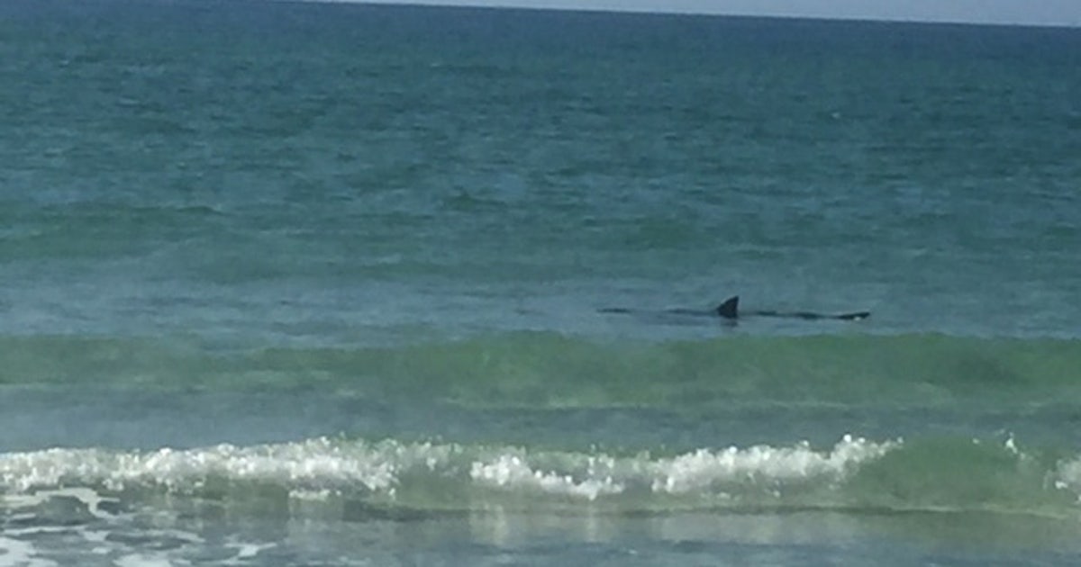Shark sighting closed beach on Anna Maria Island over the weekend | FOX ...