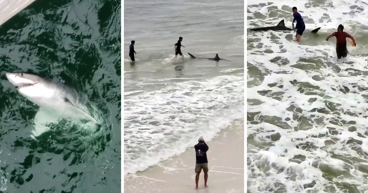 Florida Panhandle fishermen reel in great white shark | FOX 13 Tampa Bay