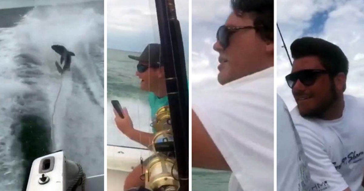 Viral shark video may spur legislative action | FOX 13 Tampa Bay