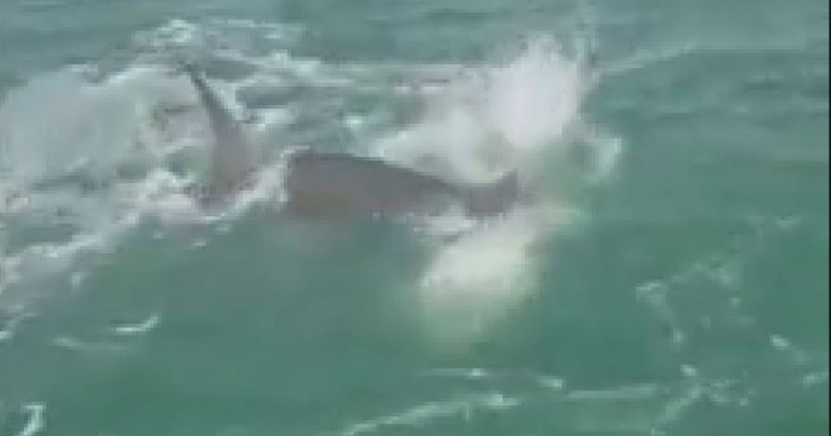 WATCH: Huge hammerhead intercepts fisherman's catch | FOX 13 Tampa Bay