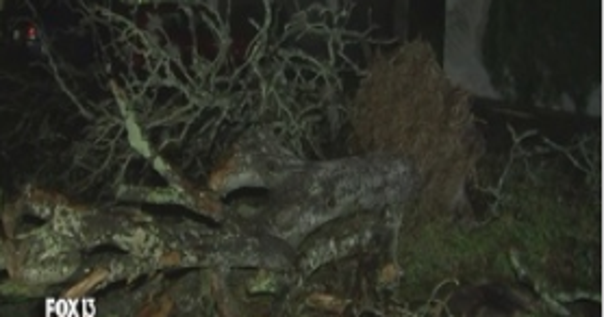 Sunday storms ripped through the bay area | FOX 13 Tampa Bay