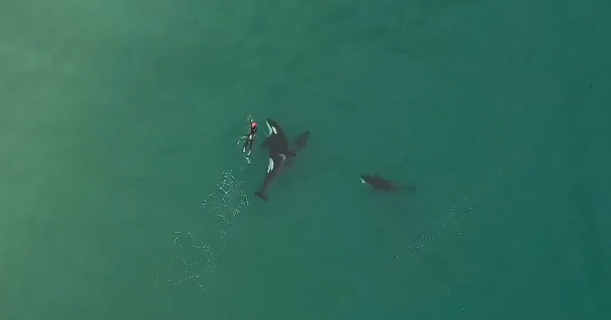 Stunning drone video captures swimmer's encounter with orca | FOX 13 ...