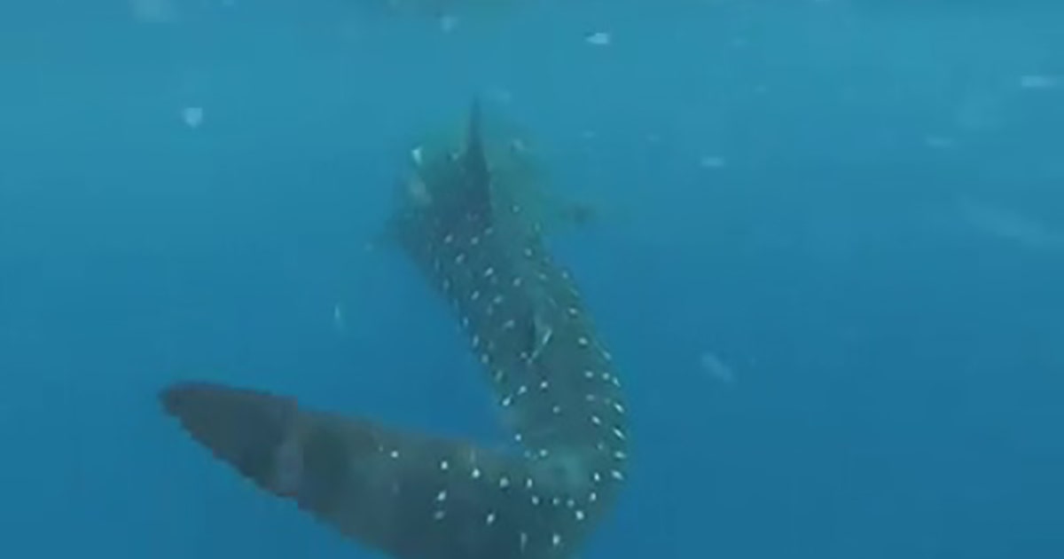 Pair of whale sharks spotted off the coast of St. Pete | FOX 13 Tampa Bay