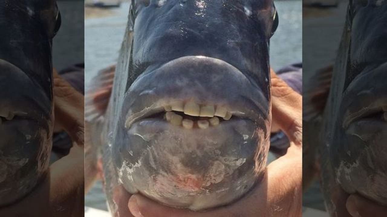 Mysterious fish with humanlike teeth stumps the