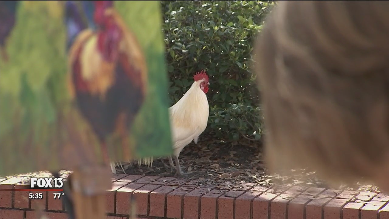 Ybor City chickens immortalized by Bay Area artist FOX 13 Tampa Bay