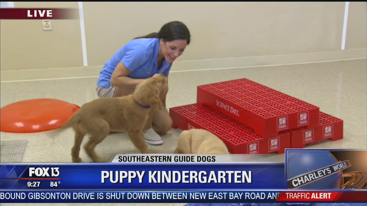 PUPPIES! A morning at 'Puppy Kindergarten'