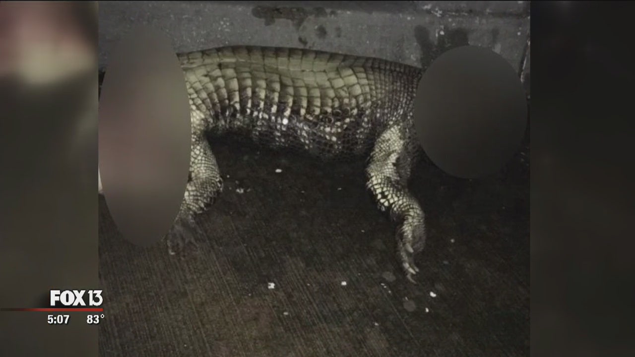 Another Mutilated Alligator Found This Time In Polk County