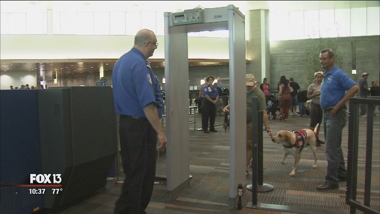 Airport training helps service dogs, TSA agents