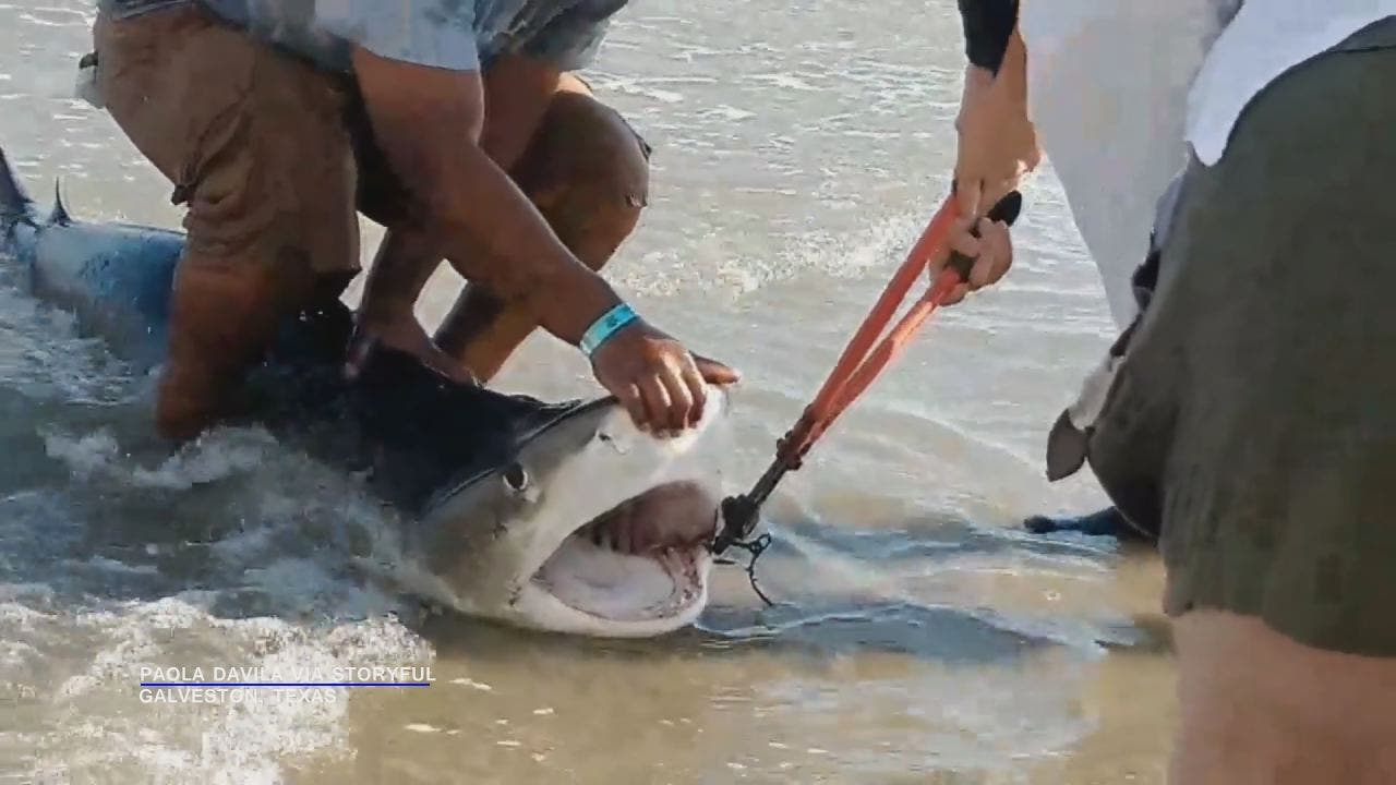 Fisherman gets up close and personal to free 7-foot shark