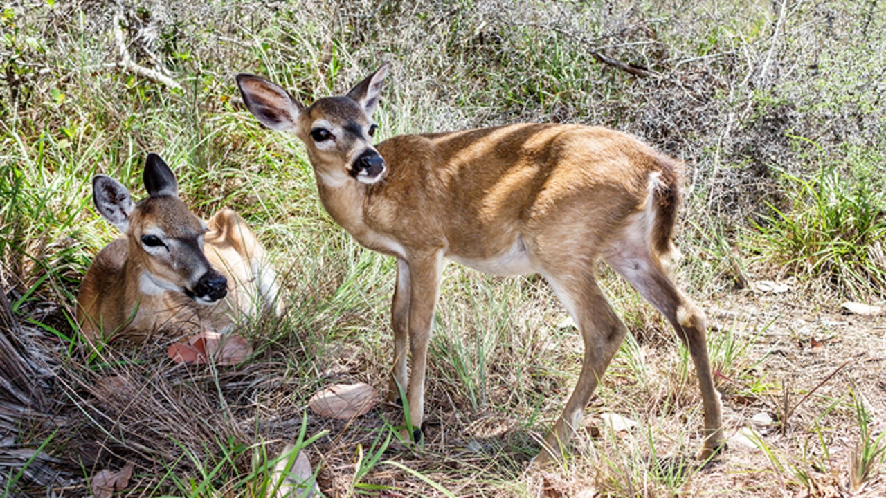 State Could Step In To Protect Key Deer If They Are Removed From   GettyImages 671300200 1567028228719 7622876 Ver1.0 640 360 