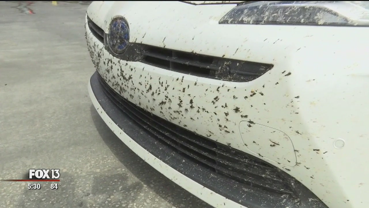 Why Lovebug Mating Season Is Bad For Your Car S Paint Job