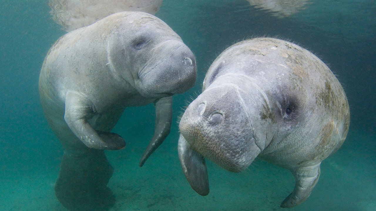 Boats killing manatees in Florida at record pace FOX 13 Tampa Bay