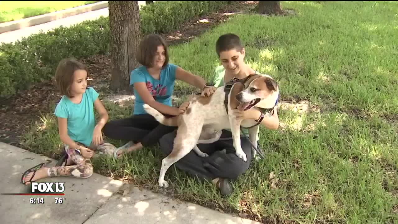 Rent a dog for a day through the SPCA FOX 13 Tampa Bay