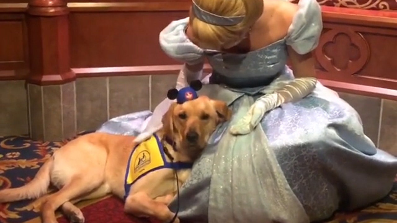 Service dog sale meets cinderella