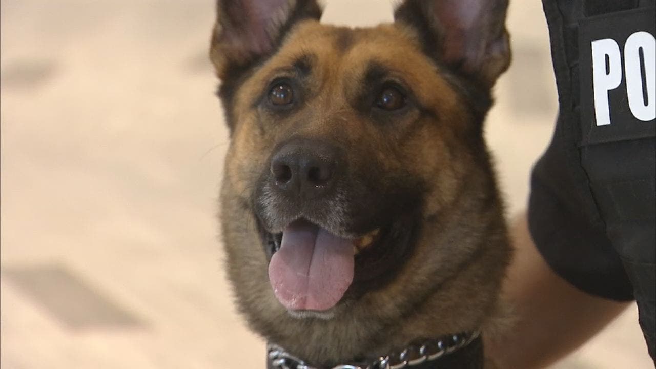 TIA's newest K9 can detect explosives from a distance