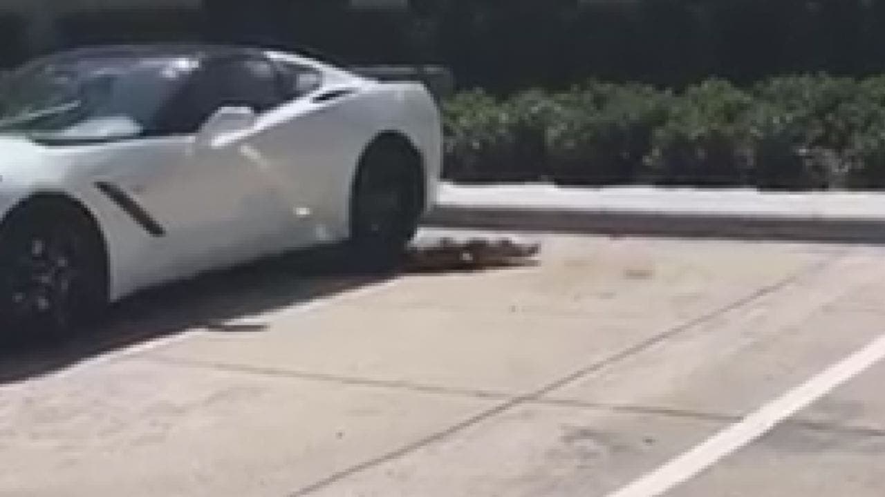 VIDEO Alligator takes nap under woman's car in Tampa
