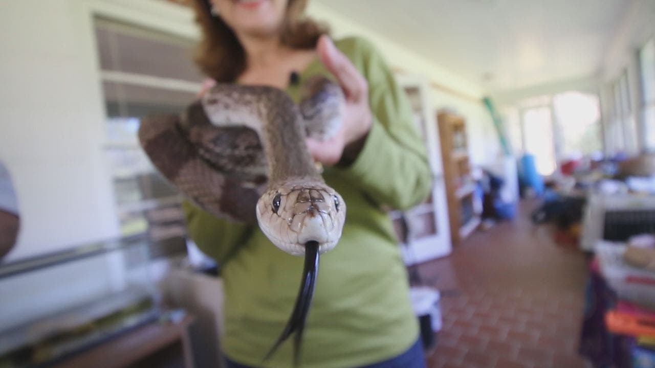 Recovering from rattlesnake bite, 10 years later | FOX 13 Tampa Bay
