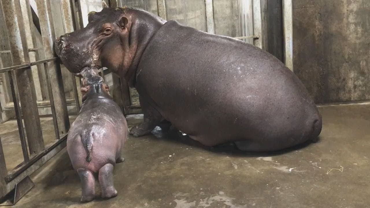 WATCH Fiona the hippo reunited with mother, gives kisses FOX 13(01)