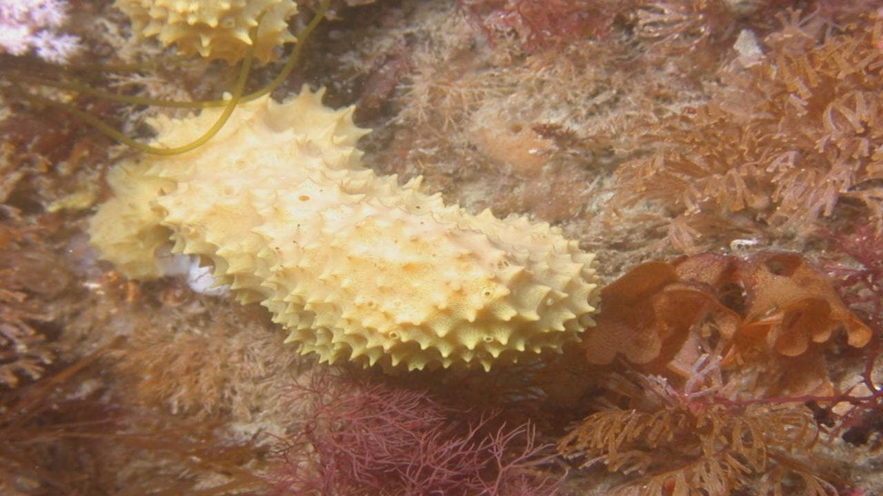 Antarctic sea sponge could be key to fighting MRSA